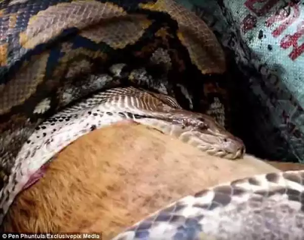Terrifying Moment Woman Caught Monstrous Python Swallowing Her Dog Alive (Photos+Video)